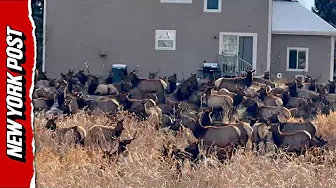 Elk Invasion!: Colorado Family’s Backyard Swarmed by Massive Herd