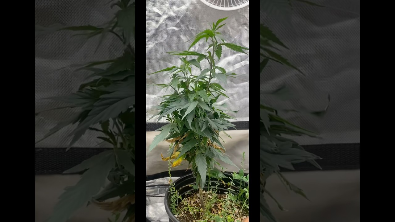 How to Re-veg a plant 