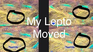My Jack-O-Lantern Leptoseris Moved ! Saltwater Coral Reef Aquarium Lepto