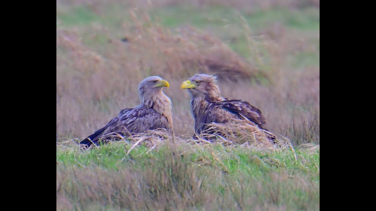 Dem neuen Adlerpaar aus über 1000 Meter Entfernung zugeschaut