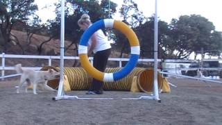 Agility Practice 9/3/16 Wynnie & Twix