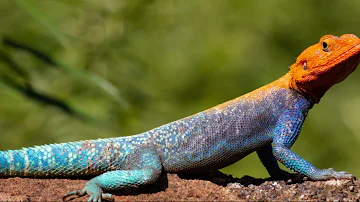 Amazing Facts About the Agama Lizard!#dragonadventure #wildlife #lizards #facts #amazingfactsfacts