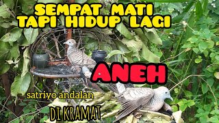 mikat perkutut di keramat tapak jedah,kututnya sempat mati suri lalu hidup lagi