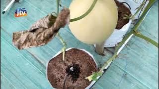 KEDIRI - Petani Milenial, Kembangkan Buah Melon Dengan Sistem IOT