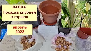 Калла. Посадка клубней каллы в горшок. Чем обработать и как посадить?