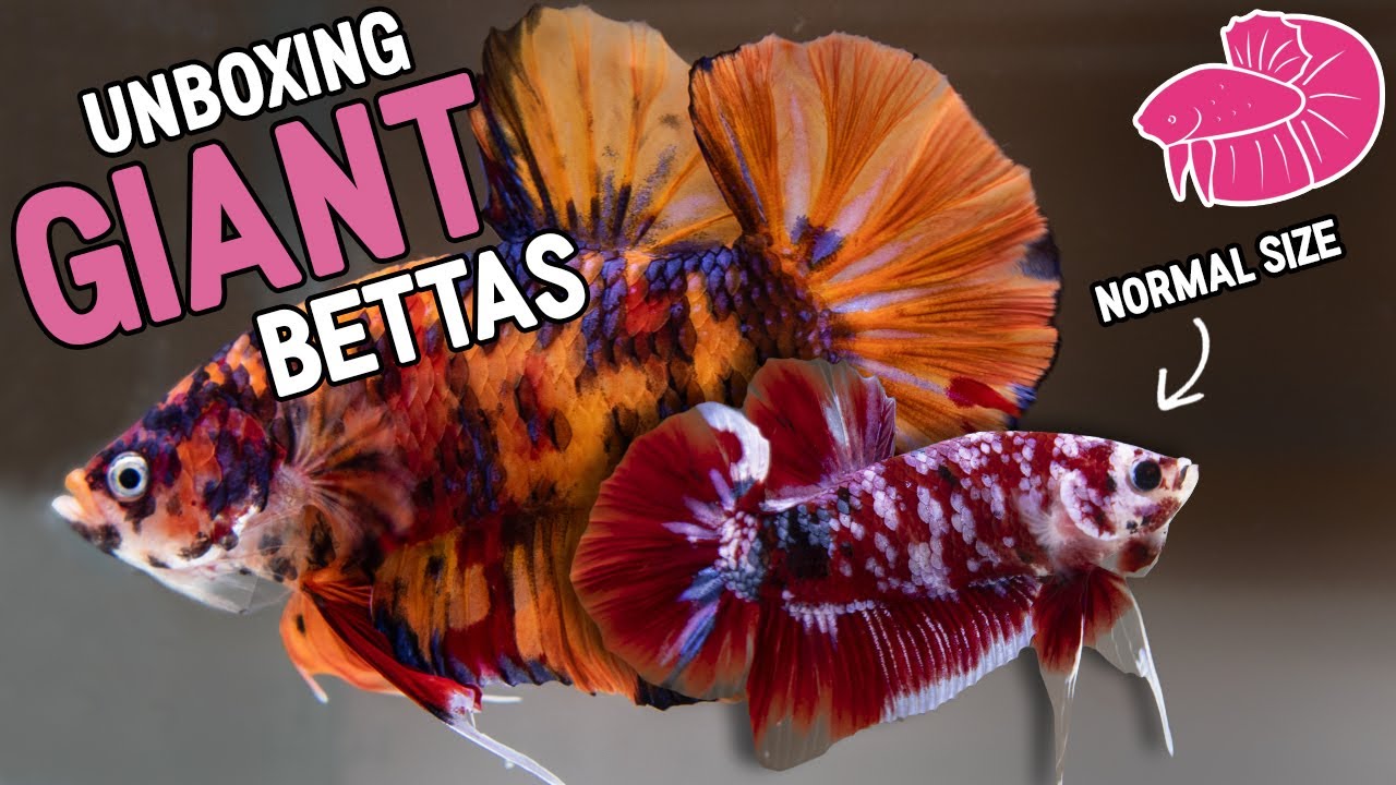 giant betta fish for sale