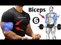 "6 Effective Bicep Workouts for Bigger Arms at the Gym 💪"