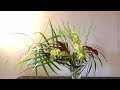 草月流安藤晃草いけばな教室 stay home こんな時こそ花を飾ろう