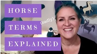 Horse Anatomy 101 (Just for Fun)