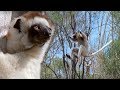 Sifaka lemurs jumping around  attenborough  bbc earth