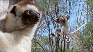 Sifaka Lemurs Jumping Around | Attenborough | BBC Earth These strange creatures leap from spine covered tree to spine covered tree. Their technique is amazing as they are able to leap from tall tree trunks to land safely and securely, even with babies - if they can avoid their four footed predator, the Fossa. Subscribe: http://bit.ly/BBCEarthSub

From the BBC's Life of Mammals documentary series.

WATCH MORE: 
New on Earth: https://bit.ly/2M3La96 
Oceanscapes: https://bit.ly/2Hmd2kZ 
Wild Thailand: https://bit.ly/2kR7lmh

Welcome to BBC EARTH! The world is an amazing place full of stories, beauty and natural wonder. Here you'll find 50 years worth of astounding, entertaining, thought-provoking and educational natural history content. Dramatic, rare, and exclusive, nature doesn't get more exciting than this.

Want to share your views? Join our fan panel: http://tinyurl.com/YouTube-BBCEarth-FanPanel

This is a channel from BBC Studios who help fund new BBC programmes. Service information and feedback: http://bbcworldwide.com/vod-feedback--contact-details.aspx