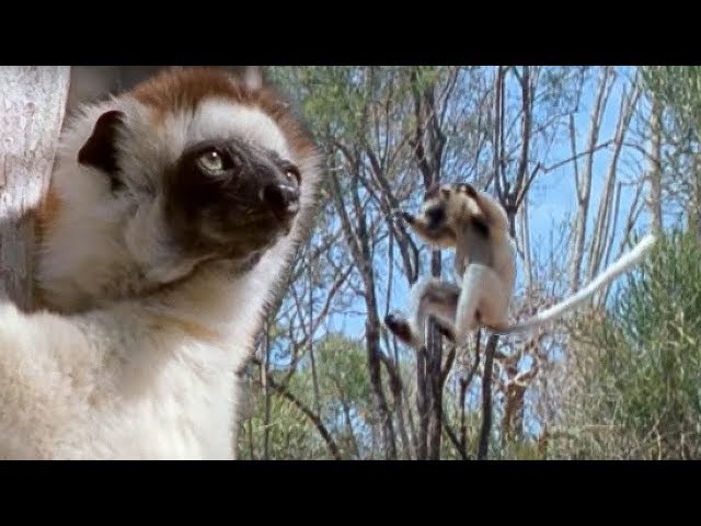 Sifaka Lemurs Jumping Around | Attenborough | BBC Earth class=