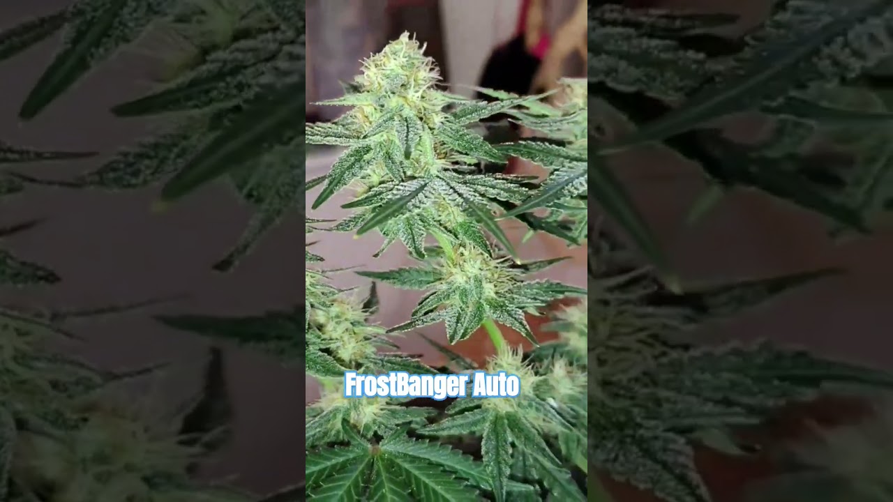 Frostbanger auto 420fastbuds 