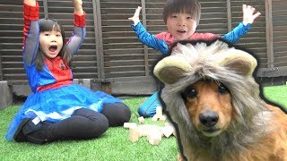 ライオン犬 !!? おゆうぎ こうくんねみちゃん