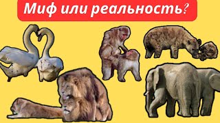 Гомосексуальность в животном мире: миф или реальность?
