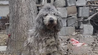 ”Please Save Me” Braided Dog Looked At Me With Pained Eyes Flies And Maggots Covered Him