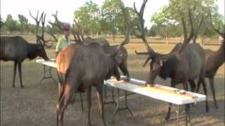 Midway Deer Processing, Katy, Texas: Brunch with the Bulls