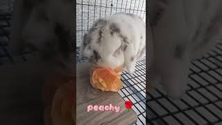 Peachy 🍑 🌹 🐰#bunny #peach #rose #treats