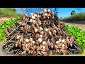 Top unique  -A woman collects a lot of duck eggs and snails in streams and under palm trees.