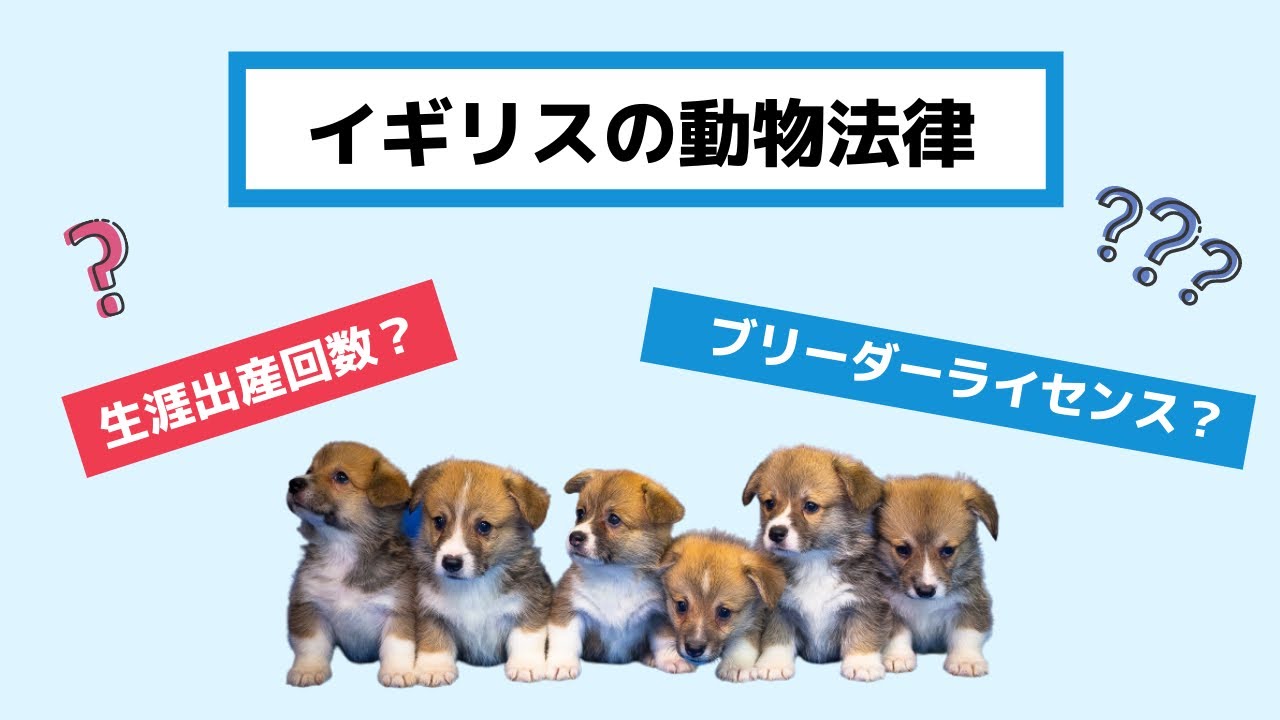 【法律】イギリス・子犬の繁殖や販売に関する法律について『生涯出産回数』や『ブリーダー免許』など、イギリスで働く獣医師