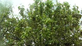 2011 outdoor garden #1