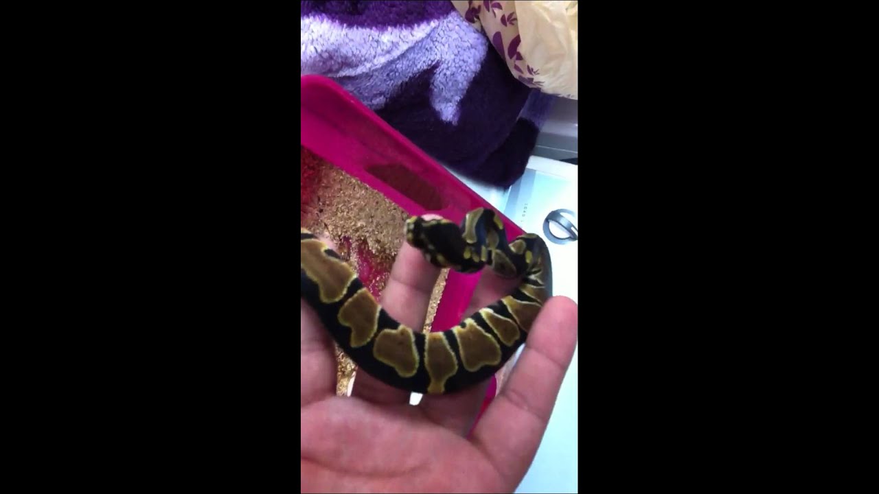 geckos food 100% Het Albino ball python female