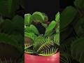 As-tu déjà entendu parler des plantes carnivores ? #info #nature #voyage