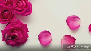 Download free love video without any copyright strike_ loves_ couple_Snow_petals screenshot 2