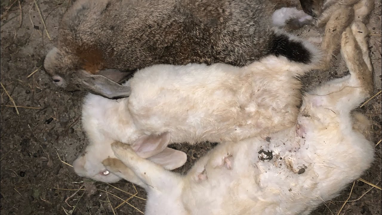 আমার পাঁচটা রেবিট বিলাই আক্রমণ কইরা মাইরা ফেলছে😪😪😪😪 - YouTube