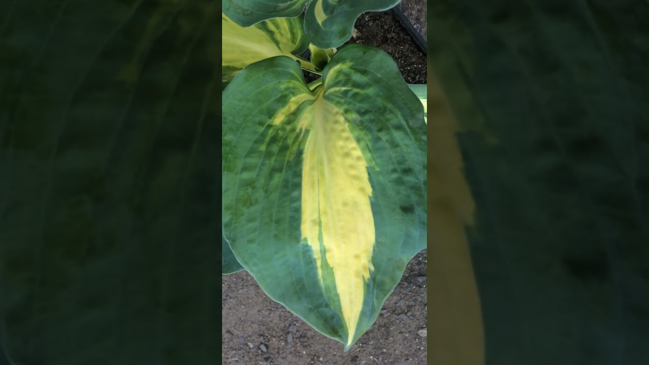 Хоста 'Dream Queen' 