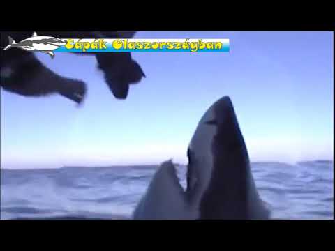 Videó: A Legnagyobb Hatalmas Fehér Cápa, Amelyet Valaha Rögzítettek Hawaiiban