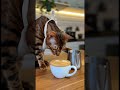 Хочешь сделать похожее видео? Промпт в шапке? Кот-бариста нарисовал сердечко ☕️😺 #shorts #кот #кофе