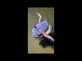 🔴【LIVE】Diving to catch big fish on the seabed 🦞2026-06-16🦀P01