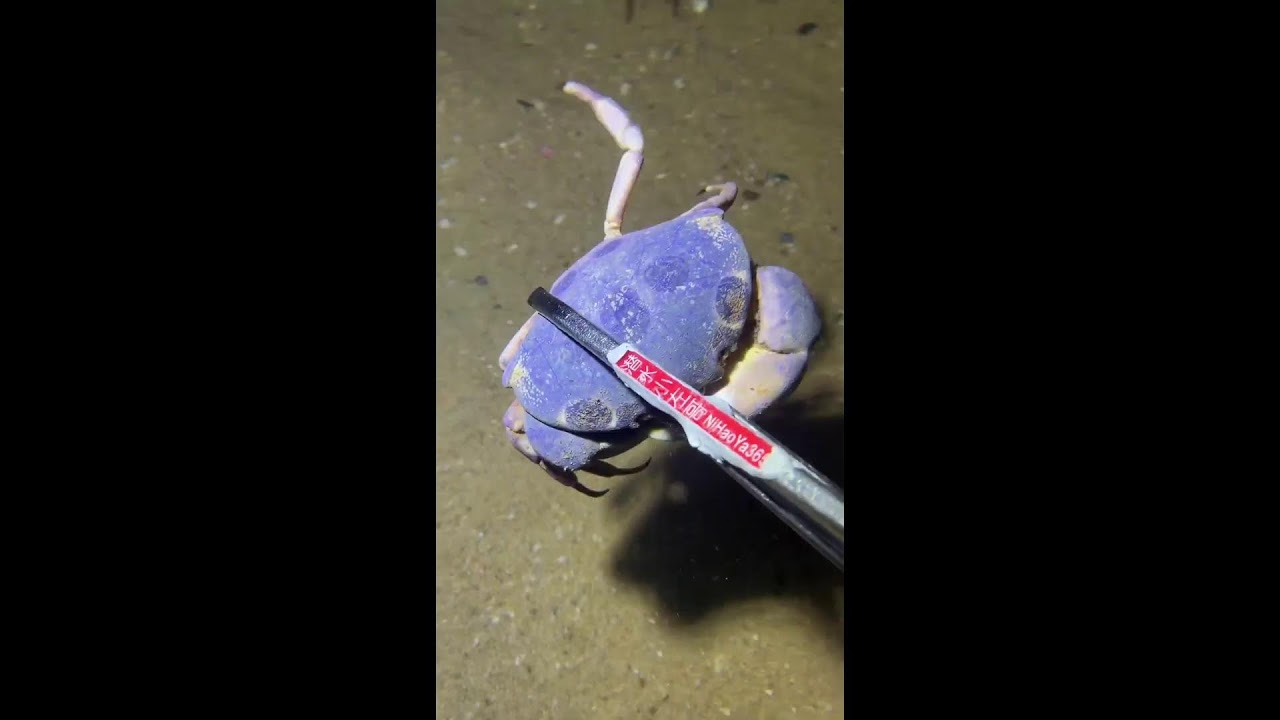 🔴【LIVE】Diving to catch big fish on the seabed 🦞2026-06-16🦀P01