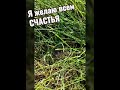 Утреннее серебро
