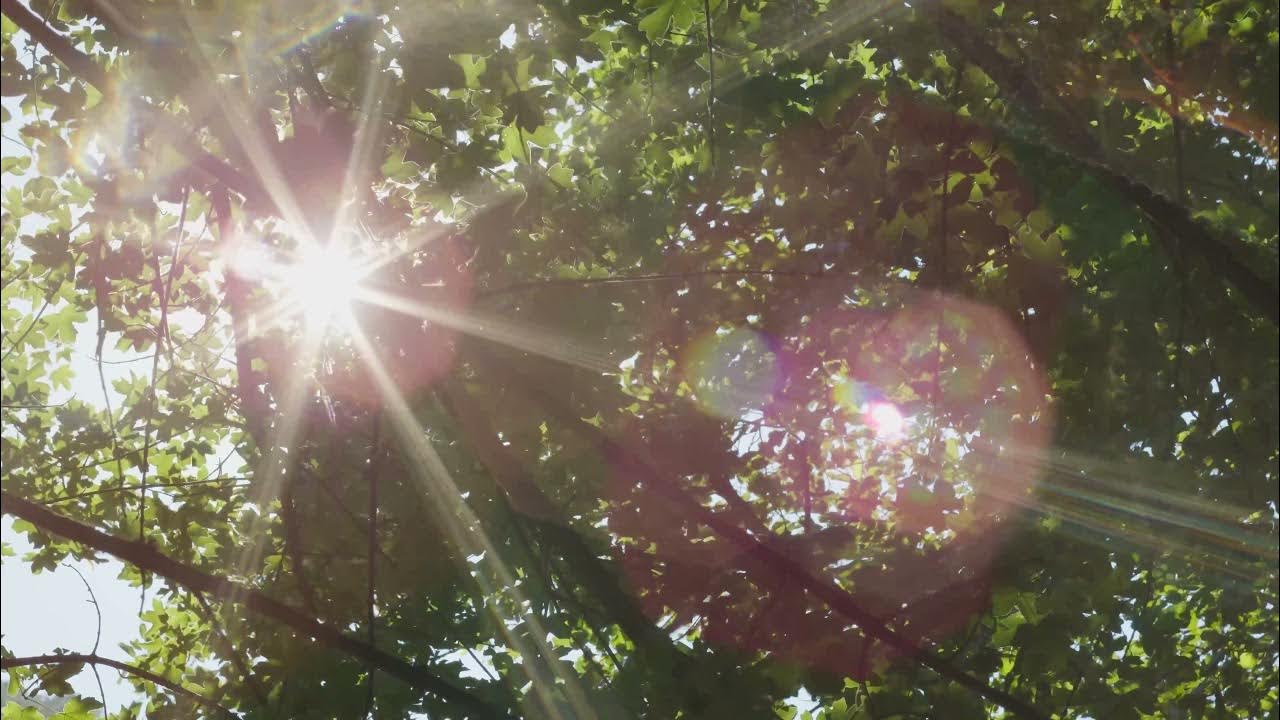 Relaxing Music for Stress Relief, Sunlight in Trees - YouTube