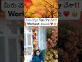 😍మీరు చెప్పిన Tips తో మొక్కలు safe‼️#trending #canada #shorts #shortsfeed #gardening #tips #ytviral