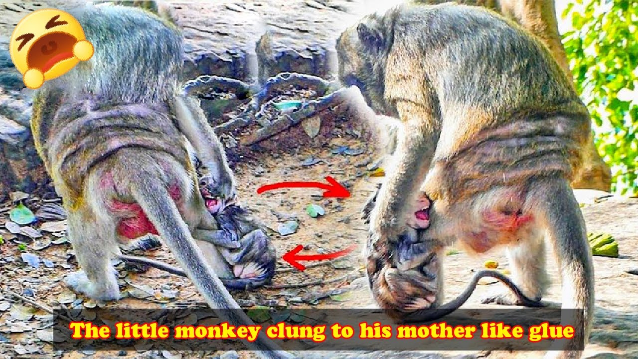 The little monkey hugged his mother's thigh tightly, his mother was very unhappy.