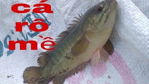 trở về tuổi thơ làm cần câu bằng trúc đi câu cá rô.