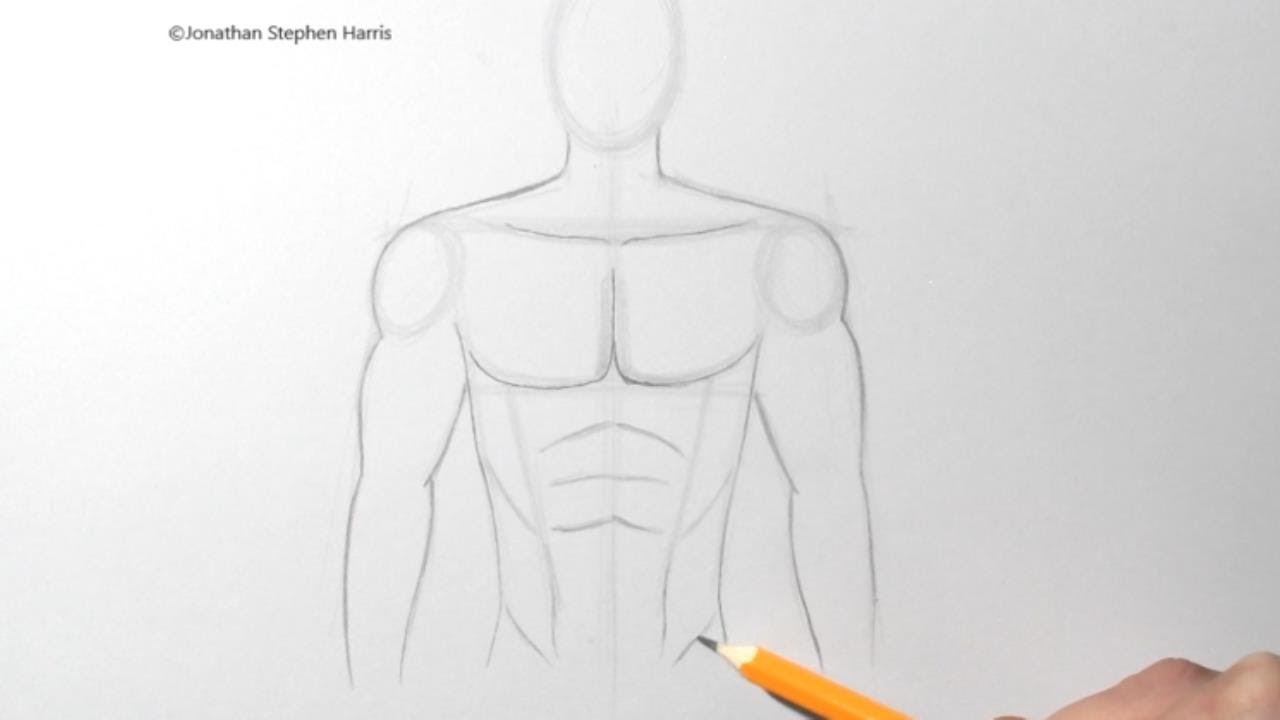 Draw male torso