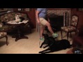 Guide Dog Commands