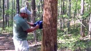 KOBALT 40v Maxx 12" Battery Chainsaw Tree Felling !  Fo-Reel !
