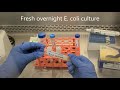 Lab 8 Enrichment Of Bacteriophages From Wastewater Lab 8 Enrichment Of Bacteriophages From Wastewater
