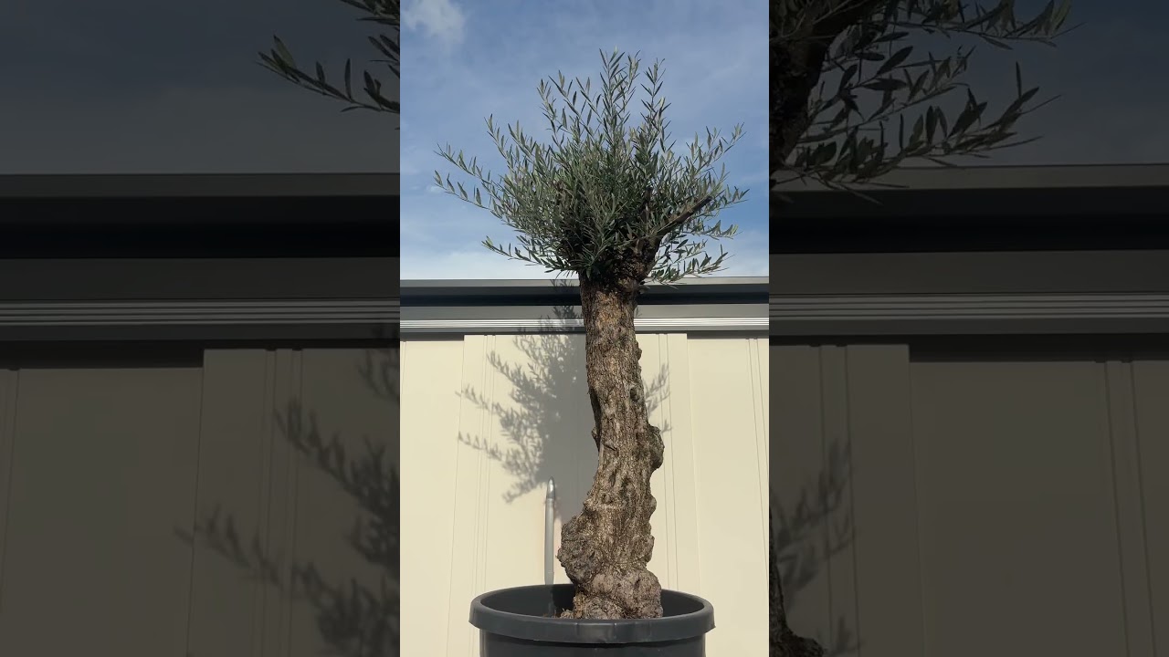 【希少】オリーブ古木 幹径17cm 高さ110cm シンボルツリー 地植えOK オリーブ古木 希少株 シンボルツリードライガーデン #ol2611 - YouTube