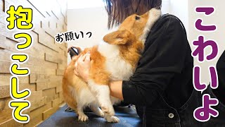 よくわからない犬のアミーボです mqdefault.jpg