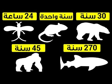 فيديو: الحيوانات غير العادية وأصحابها في نهاية العمر