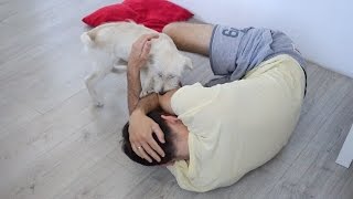 НАПАДЕНИЕ СОБАКИ НАПАДЕНИЕ СОБАКИ