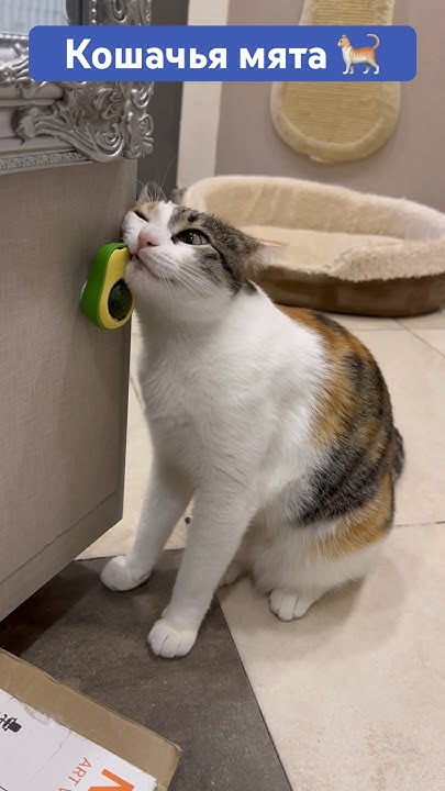 Реакция котов на кошачью мяту #кошачьямята #зоопсихолог #мята # ...