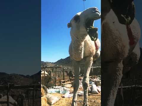 لحظة مثيرة للاهتمام في تحميل الجمل جمل تحميل تفريغ الجمل صحراوی