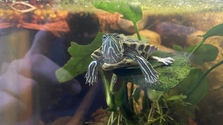 How often should I feed My baby red-eared slider